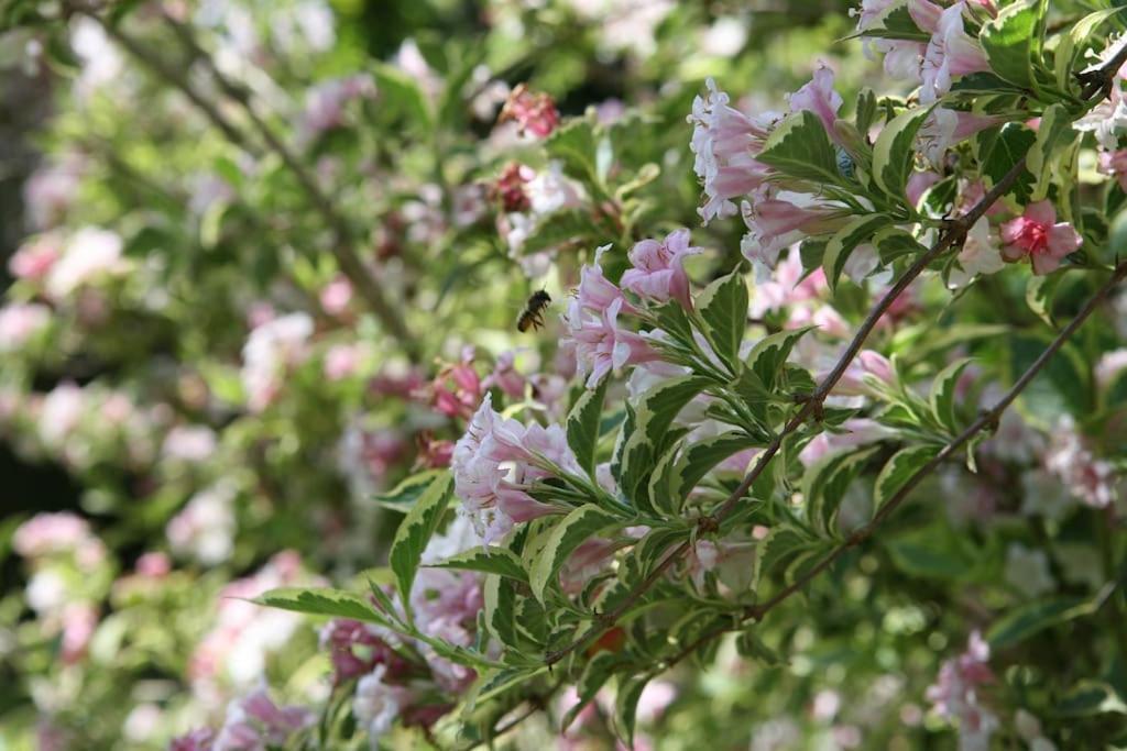 Le Nid De Rochefort Ngoại thất bức ảnh